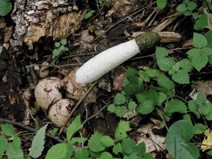 15 Bizarre Fungi Species That Will Amaze Your Senses - image 8