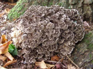 15 Bizarre Fungi Species That Will Amaze Your Senses - image 1