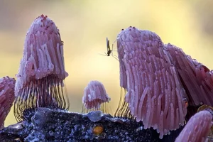 15 Bizarre Fungi Species That Will Amaze Your Senses - image 6
