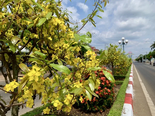 Vietnam’s Record-Breaking 6.4-Kilometer Yellow Mai Flower Road in Close-Up