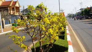 Vietnam’s Record-Breaking 6.4-Kilometer Yellow Mai Flower Road in Close-Up - image 3