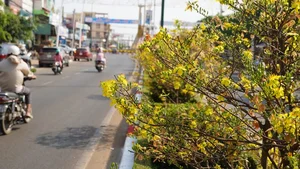 Vietnam’s Record-Breaking 6.4-Kilometer Yellow Mai Flower Road in Close-Up - image 7