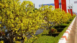 Vietnam’s Record-Breaking 6.4-Kilometer Yellow Mai Flower Road in Close-Up - image 1