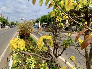 Vietnam’s Record-Breaking 6.4-Kilometer Yellow Mai Flower Road in Close-Up - image 2
