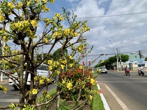 Vietnam’s Record-Breaking 6.4-Kilometer Yellow Mai Flower Road in Close-Up - image 5