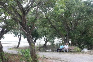 Discover the 400-Year-Old Ancient Loc Vung Forest: A Natural Treasure in Quang Binh - image 0