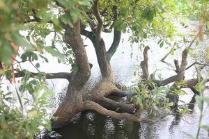 Discover the 400-Year-Old Ancient Loc Vung Forest: A Natural Treasure in Quang Binh - image 2