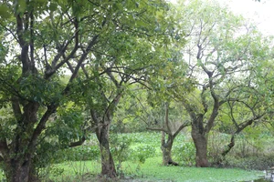 Discover the 400-Year-Old Ancient Loc Vung Forest: A Natural Treasure in Quang Binh - image 1