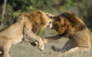 The Evolutionary Puzzle: Why Do Males Typically Pursue Females Across Most Species? - image 1
