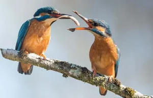 The Evolutionary Puzzle: Why Do Males Typically Pursue Females Across Most Species? - image 2
