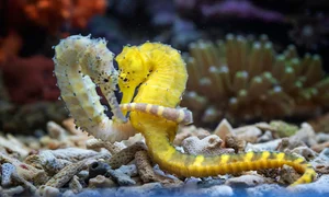 The Evolutionary Puzzle: Why Do Males Typically Pursue Females Across Most Species? - image 5