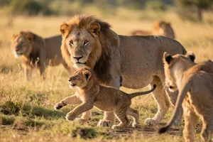 The Evolutionary Puzzle: Why Do Males Typically Pursue Females Across Most Species? - image 6