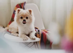 The World's Smartest Noble Dog: Why Elite Owners Seek This Intelligent Breed - image 6