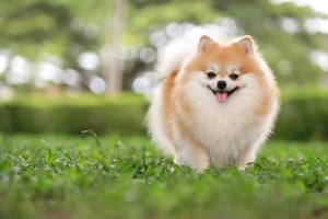 The World's Smartest Noble Dog: Why Elite Owners Seek This Intelligent Breed - image 4