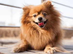The World's Smartest Noble Dog: Why Elite Owners Seek This Intelligent Breed - image 2