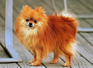 The World's Smartest Noble Dog: Why Elite Owners Seek This Intelligent Breed - image 5