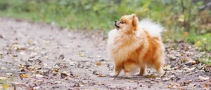 The World's Smartest Noble Dog: Why Elite Owners Seek This Intelligent Breed - image 3