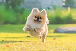 The World's Smartest Noble Dog: Why Elite Owners Seek This Intelligent Breed - image 7