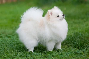 The World's Smartest Noble Dog: Why Elite Owners Seek This Intelligent Breed - image 1