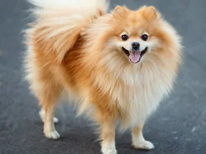 The World's Smartest Noble Dog: Why Elite Owners Seek This Intelligent Breed - image 0