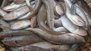 Why Rustic Traditional Fish Are Becoming High-Demand Delicacies for Lunar New Year - image 6