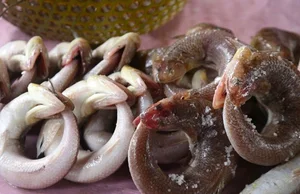 Why Rustic Traditional Fish Are Becoming High-Demand Delicacies for Lunar New Year - image 9