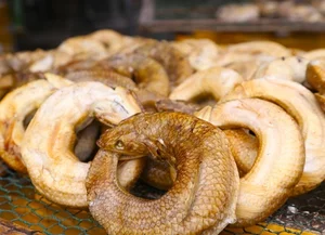 Why Rustic Traditional Fish Are Becoming High-Demand Delicacies for Lunar New Year - image 5