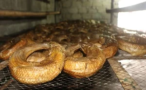 Why Rustic Traditional Fish Are Becoming High-Demand Delicacies for Lunar New Year - image 8