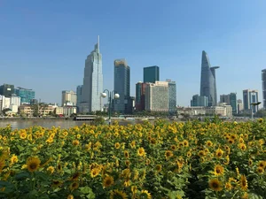 Stunning Sunflower Garden by the Saigon River: A Golden Paradise for Photography Lovers - image 2