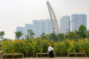 Stunning Sunflower Garden by the Saigon River: A Golden Paradise for Photography Lovers - image 6