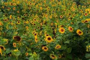 Stunning Sunflower Garden by the Saigon River: A Golden Paradise for Photography Lovers - image 9
