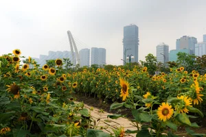 Stunning Sunflower Garden by the Saigon River: A Golden Paradise for Photography Lovers - image 4