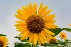 Stunning Sunflower Garden by the Saigon River: A Golden Paradise for Photography Lovers - image 5