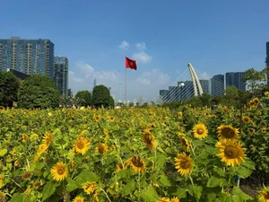 Stunning Sunflower Garden by the Saigon River: A Golden Paradise for Photography Lovers - image 3
