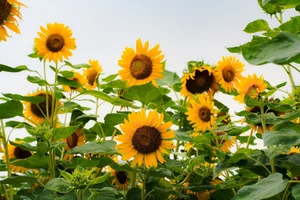 Stunning Sunflower Garden by the Saigon River: A Golden Paradise for Photography Lovers - image 1