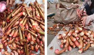 From Waste to Wonder: Discovering Rare Delicacies Made from Unexpected Ingredients - image 6