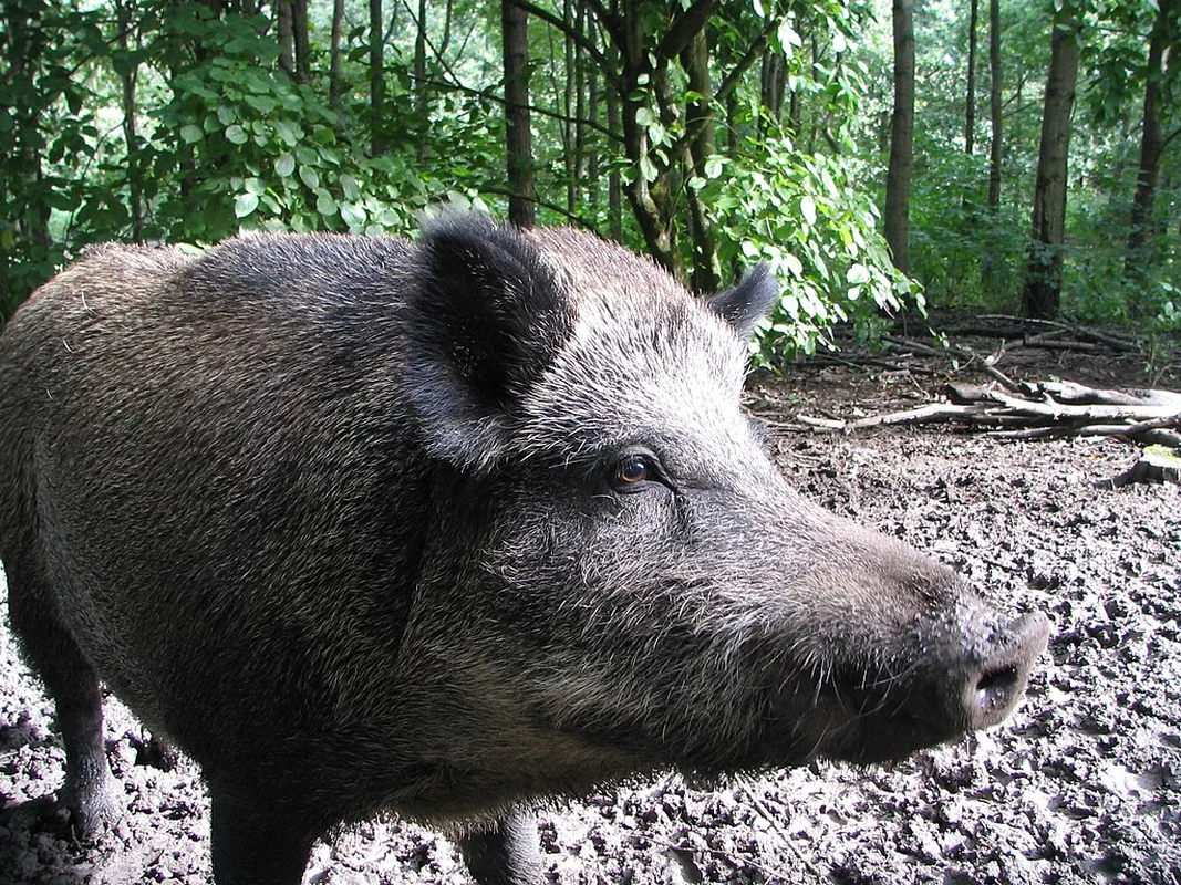 Understanding the Surge in Suburban Wild Boar Attacks