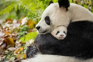 Unbelievable Facts About Giant Pandas: Beyond the Cute and Cuddly Exterior - image 6