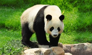 Unbelievable Facts About Giant Pandas: Beyond the Cute and Cuddly Exterior - image 3