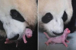 Unbelievable Facts About Giant Pandas: Beyond the Cute and Cuddly Exterior - image 10