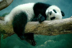 Unbelievable Facts About Giant Pandas: Beyond the Cute and Cuddly Exterior - image 12