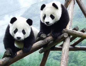 Unbelievable Facts About Giant Pandas: Beyond the Cute and Cuddly Exterior - image 1