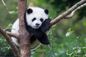 Unbelievable Facts About Giant Pandas: Beyond the Cute and Cuddly Exterior - image 4