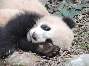 Unbelievable Facts About Giant Pandas: Beyond the Cute and Cuddly Exterior - image 2