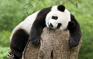 Unbelievable Facts About Giant Pandas: Beyond the Cute and Cuddly Exterior - image 8