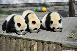 Unbelievable Facts About Giant Pandas: Beyond the Cute and Cuddly Exterior - image 7