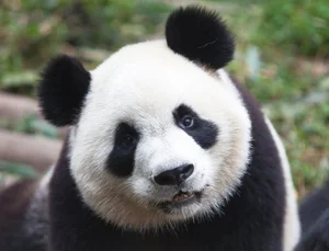 Unbelievable Facts About Giant Pandas: Beyond the Cute and Cuddly Exterior - image 0