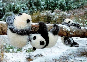 Unbelievable Facts About Giant Pandas: Beyond the Cute and Cuddly Exterior - image 5