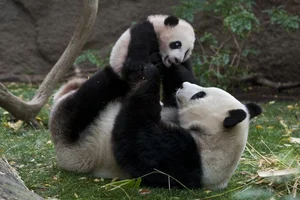 Unbelievable Facts About Giant Pandas: Beyond the Cute and Cuddly Exterior - image 11