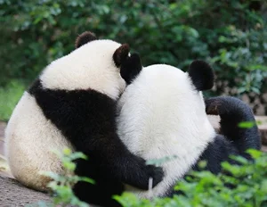 Unbelievable Facts About Giant Pandas: Beyond the Cute and Cuddly Exterior - image 9